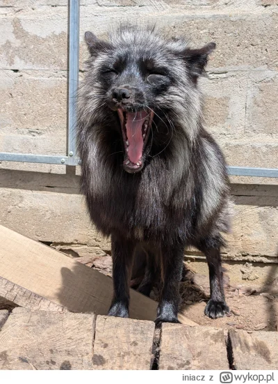 iniacz - Zieeeew i do spanka! (｡◕‿‿◕｡)
#zwierzaczki #pokazlisa #dobranoc