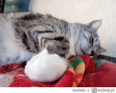 donfallo - #pokazkota #katzenpfotchen
