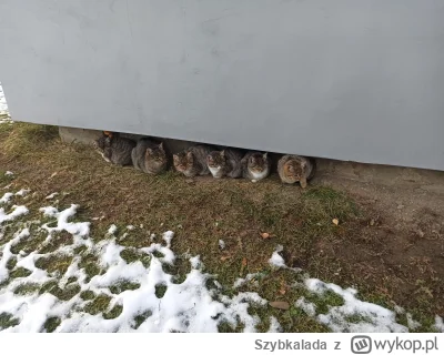 Szybkalada - Jak bardzo rare jest sześciopak kitków? Spotkałem je przypadkiem #kotecz...