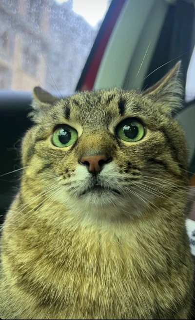 Lemmonix - Zdjęcie portretowe kota tego typu ( ͡º ͜ʖ͡º) #codziennystepan