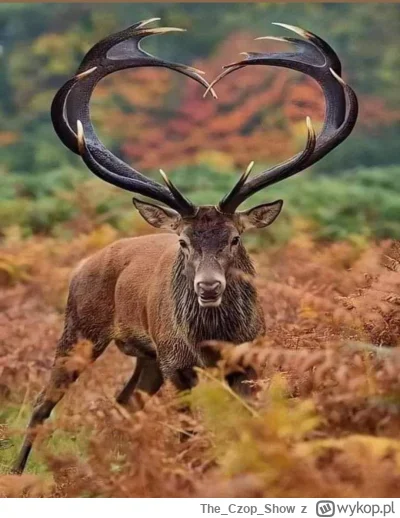 TheCzopShow - #diabelgrogaty