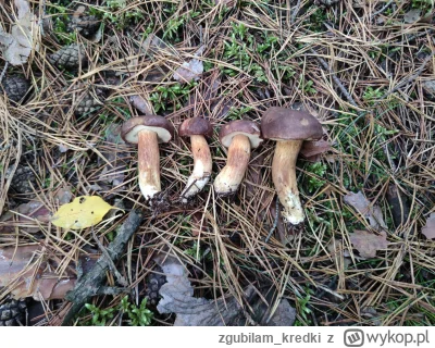 zgubilam_kredki - Wybrałam się na spacer w mój ulubiony las i miło się zaskoczyłam - ...