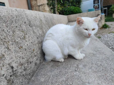 Kotouak - #koteczkizprzypadku 
Mały biały Chorwat ( ͡º ͜ʖ͡º)