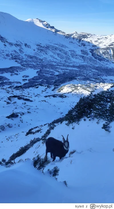 kyle8 - #smiesznypiesek w bonusie