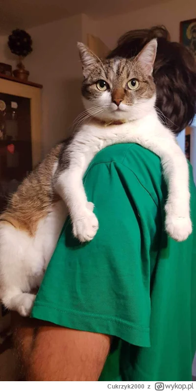 Cukrzyk2000 - Mama wysłała mi zdjęcie jak mój brat trzyma naszą Dolores (ʘ‿ʘ)

#pokaz...