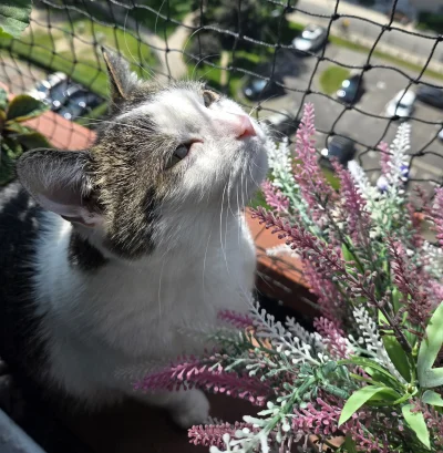 Solsith - #pokazkota #spaslak czekamy na obiadek(づ•﹏•)づ