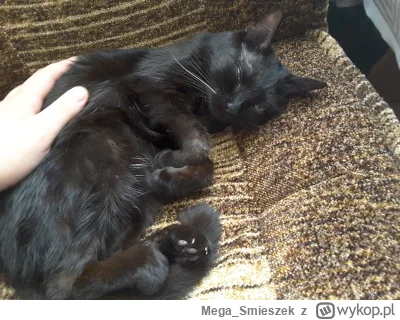 Mega_Smieszek - Tęsknie za tym kotkiem czarnotkiem ślicznotkiem (╥﹏╥) 
Zbyt szybko lo...