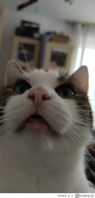 Pablo9_6 - @BasTajpan: (ʘ‿ʘ)