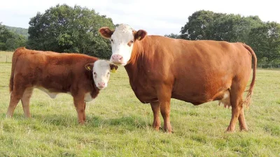 Loskamilos1 - Hereford, jest to najczęściej spotykana na świecie rasa krówek mięsnych...
