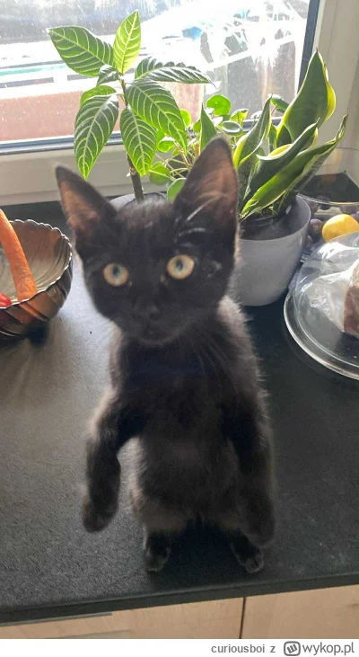 curiousboi - Moja mama znalazła taką kotkę typu smol
Problemem jest to, że ten kot ws...