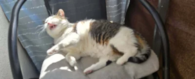 Solsith - @vateras131: spaślak zły bo z miejscówki wycyckałem( ͡° ʖ̯ ͡°)