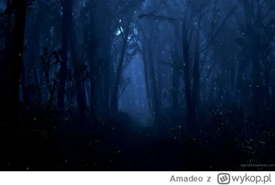 Amadeo - Las w nocy jest straszny. Kto wie, co tam się czai ( ಠ_ಠ)