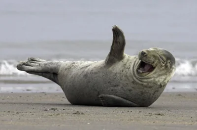 CyjanekiSzczescie - Ten artykuł, to czyste złoto xD To jak Niemcy nie ogarniają, że t...