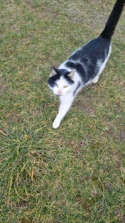 Lujdziarski - #pokazkota #dziarskikacperek Siostra już nakarmiła Adolfika, chuop oka ...