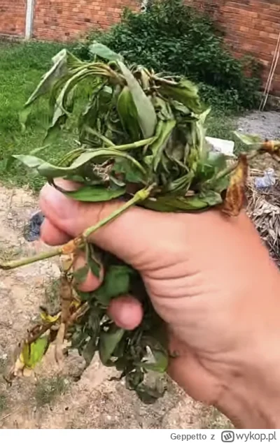 Geppetto - #raportzpanstwasrodka Kleszcz niesie „świeże” ziółka kurczakom, które wyga...
