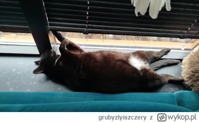 grubyzlyiszczery - @Zwierz33: