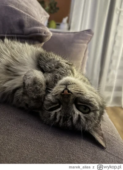 marek_alias - Wczoraj pożegnałem najbardziej kotkowego kotka świata (╥﹏╥)
Trafiła do ...