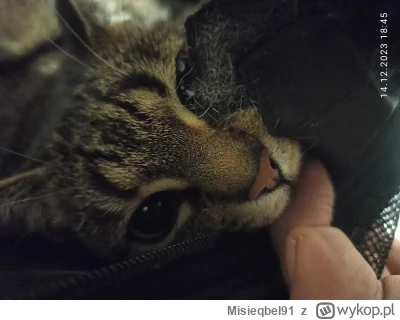 Misieqbel91 - Przypominam o akcji OLX Nakarm Psa, ale uwaga, są już też koty do nakar...
