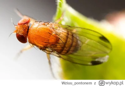 Wziuu_pontonem - Drosophila suzukii jak ja cie nienawidzę 
#owady