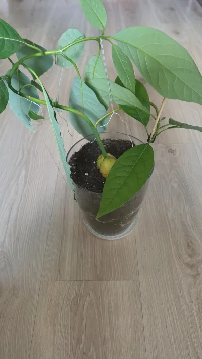 miloscsmiercirobotydrogowe - wyginam awokado które mi wyrosło żeby było takie pokręco...