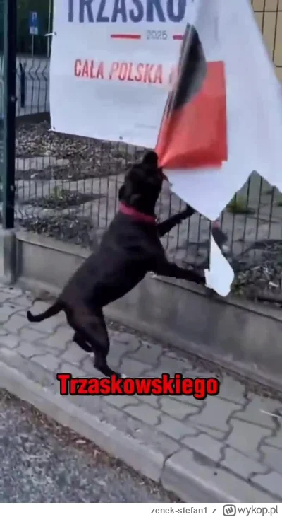 zenek-stefan1 - #polityka #bekazlewactwa #wybory #4konserwy