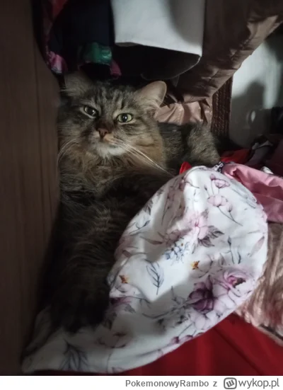 PokemonowyRambo - #pokazkota #koty 
Szafarz