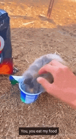 wfyokyga - Bestia amciu amciu