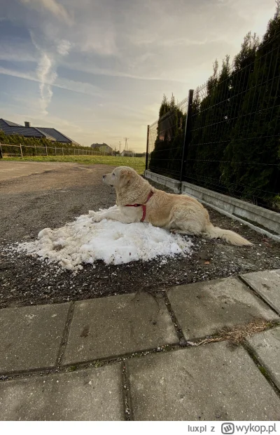luxpl - Ma ktoś pożyczyć więcej śniega dla pieseła? #zima #pies #pokazpsa