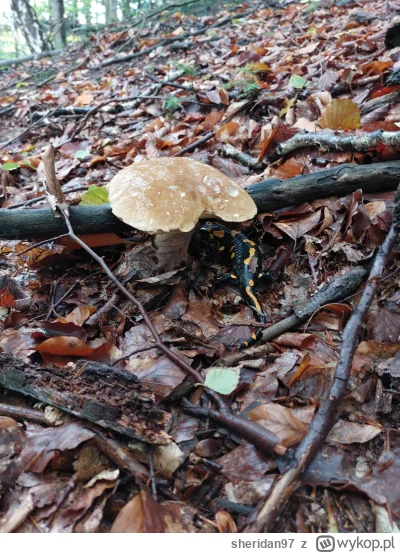 sheridan97 - Jak się schował cwaniak pod grzibem. Nie chciał wyjść stamtąd jak go chc...