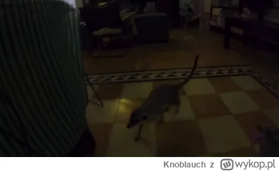 Knoblauch - #raportzpanstwasrodka 
Biedne te surykatki u menela, cały czas w ciemnośc...