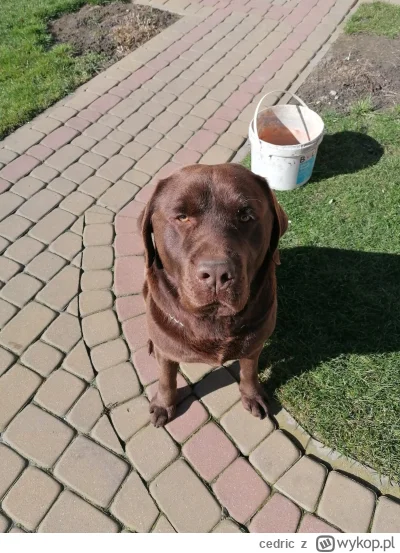 cedric - #labrador #pokazpsa napewno nie pogryzie, kurierzy go uwielbiają :)