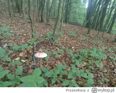 PrezesKarp - @PrezesKarp Szybko poszło ( ͡º ͜ʖ͡º)
Kotlety na drugie już są. Teraz pra...