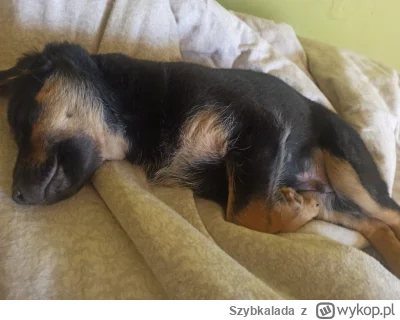 Szybkalada - Ale bym się tak p--------ł i też pospał ( ͡° ʖ̯ ͡°) #psy #pokazpsa #zwie...