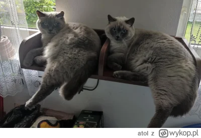 atol - w garażu najważniejsze są narzędzia ( ͡° ͜ʖ ͡°) #pokazkota