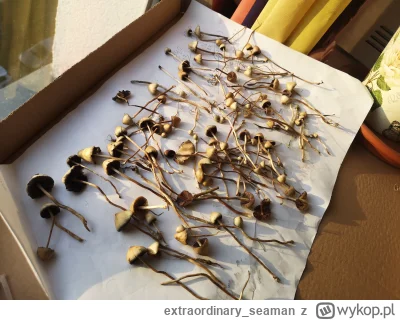 extraordinary_seaman - @widzialapan: wysypało łysiczkę. J---ć te growboxy dla małych ...