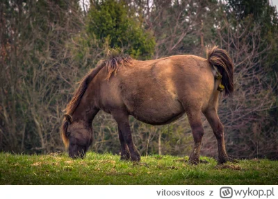 vitoosvitoos - Chciałem, żeby było dynamicznie. Jest? ( ͡° ͜ʖ ͡°)

#comisienawinelopr...