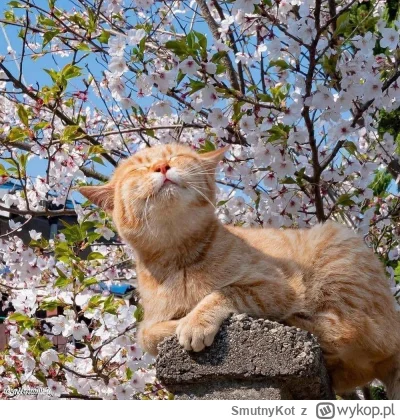 SmutnyKot - #dziwnekotki
