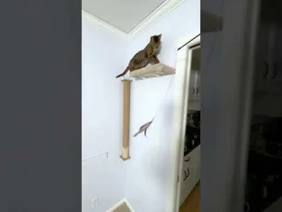 labubu_content - ciekawe czy wasze psy coś potrafią poza śmierdzeniem xD  #psiarze