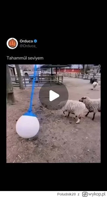 Poludnik20 - Hahahaha 😅👍😂
Kula by się nie biły między sobą. Przedwczesne zgodny,...