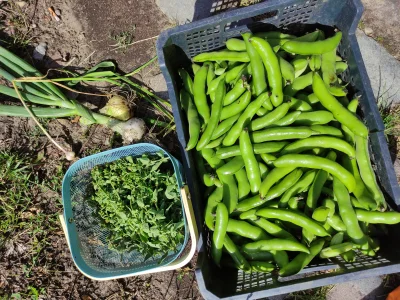 Krupier - Pierwsza partia bobu zebrana. Na próbę też dwie cebule no i macierzanka/ore...