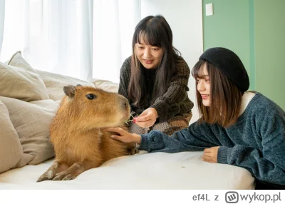 ef4L - Kawiarnia z kapibarami w Tokio.
#japonia #kapibara