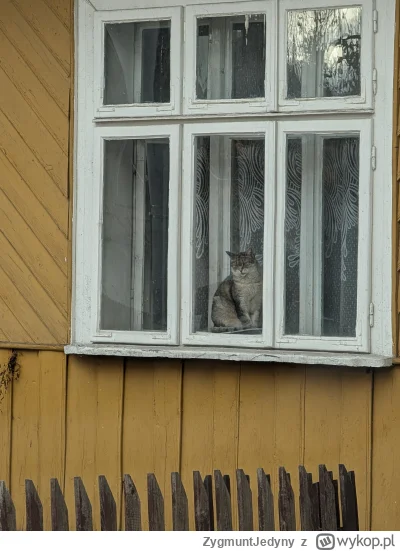 ZygmuntJedyny - Witam. Kot gminny. Na straży dobrego poranka. #koty #mojezdjecie #dzi...