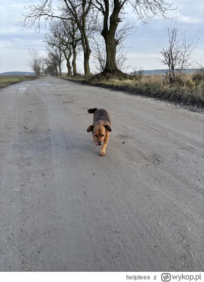 helpless - Dzisiejszy #spierdotrip w mojej wiosce z #smiesznypiesek
