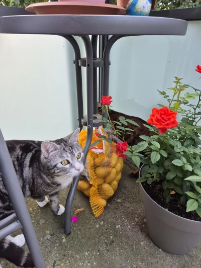 Lujdziarski - #pokazkota #dziarskikacperek Kupiłem 7,5 kg ziemiakow, ci już myśleli ż...