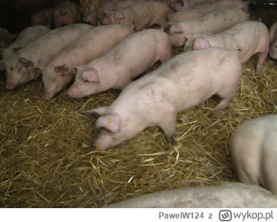 PawelW124 - #przegryw #przegrywpo30tce

Jestem tak stary że pamiętam jak na wsi hodow...