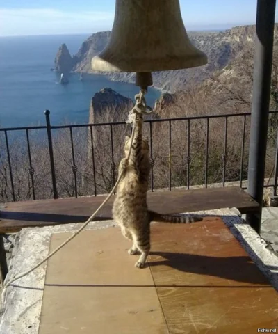 kolorowy_monochrom - "Przeto nigdy nie pytaj, komu bije dzwon: bije on tobie"

#koty ...