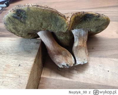 Neptyk_90 - #grzyby 
Witam. Proszę o identyfikację.