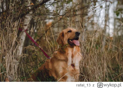 rafal_13 - moje maleństwo #pokazpsa