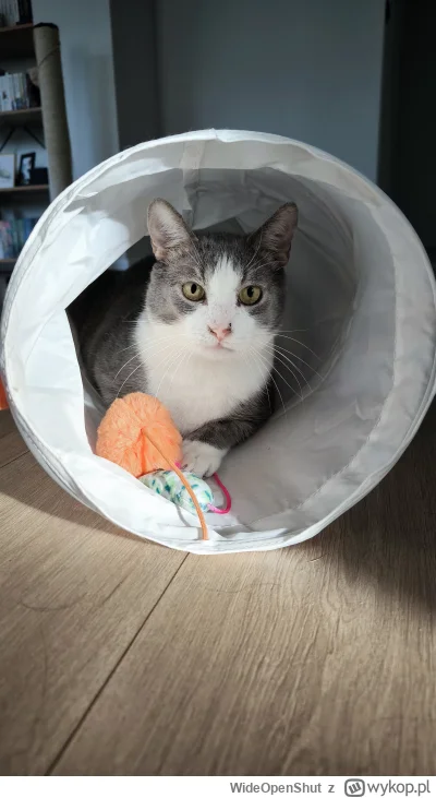 WideOpenShut - Piąteczek, piątunio i Mieciunio ᕙ(✿ ͟ʖ✿)ᕗ

#pokazkota #smiesznykotek #...