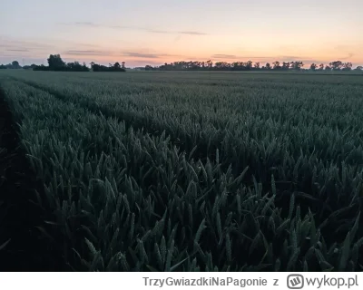 T.....e - Jest dobrze, nawet nie zdajecie sobie sprawy jak mnie ta pszenica cieszy. M...